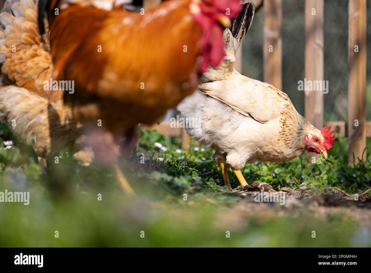 Razza Empordanesa (gallina de raca empordanesa) gallina che vagano liberamente e si nutrono nell'erba (Gallus gallus domesticus). El Baix Empordà, Girona. Foto Stock