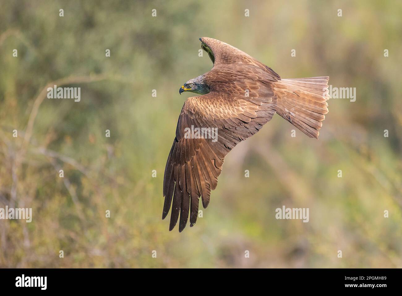 aquilone nero in volo con sfondo sfocato Foto Stock