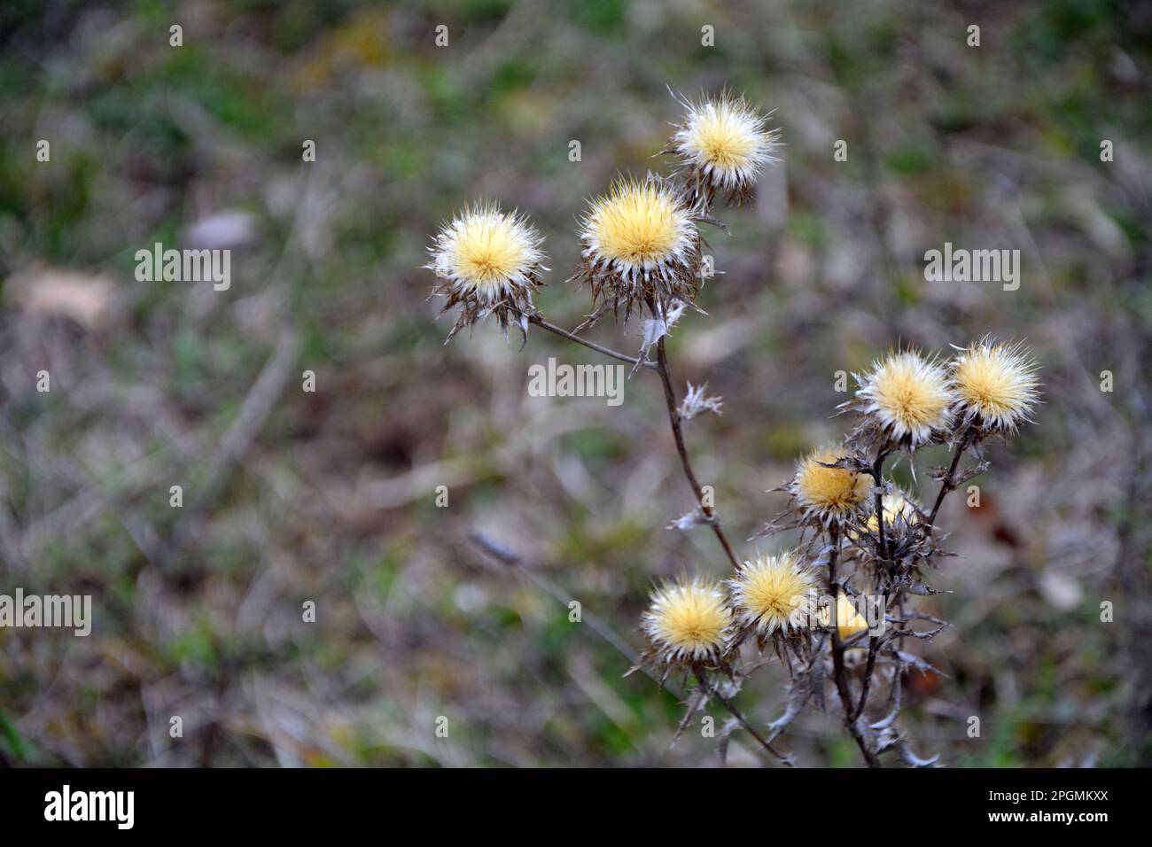 Primo piano dei fiori gialli del carlino vegetale invasivo (Carlina vulgaris) all'inizio della primavera. Immagine orizzontale con messa a fuoco selettiva Foto Stock