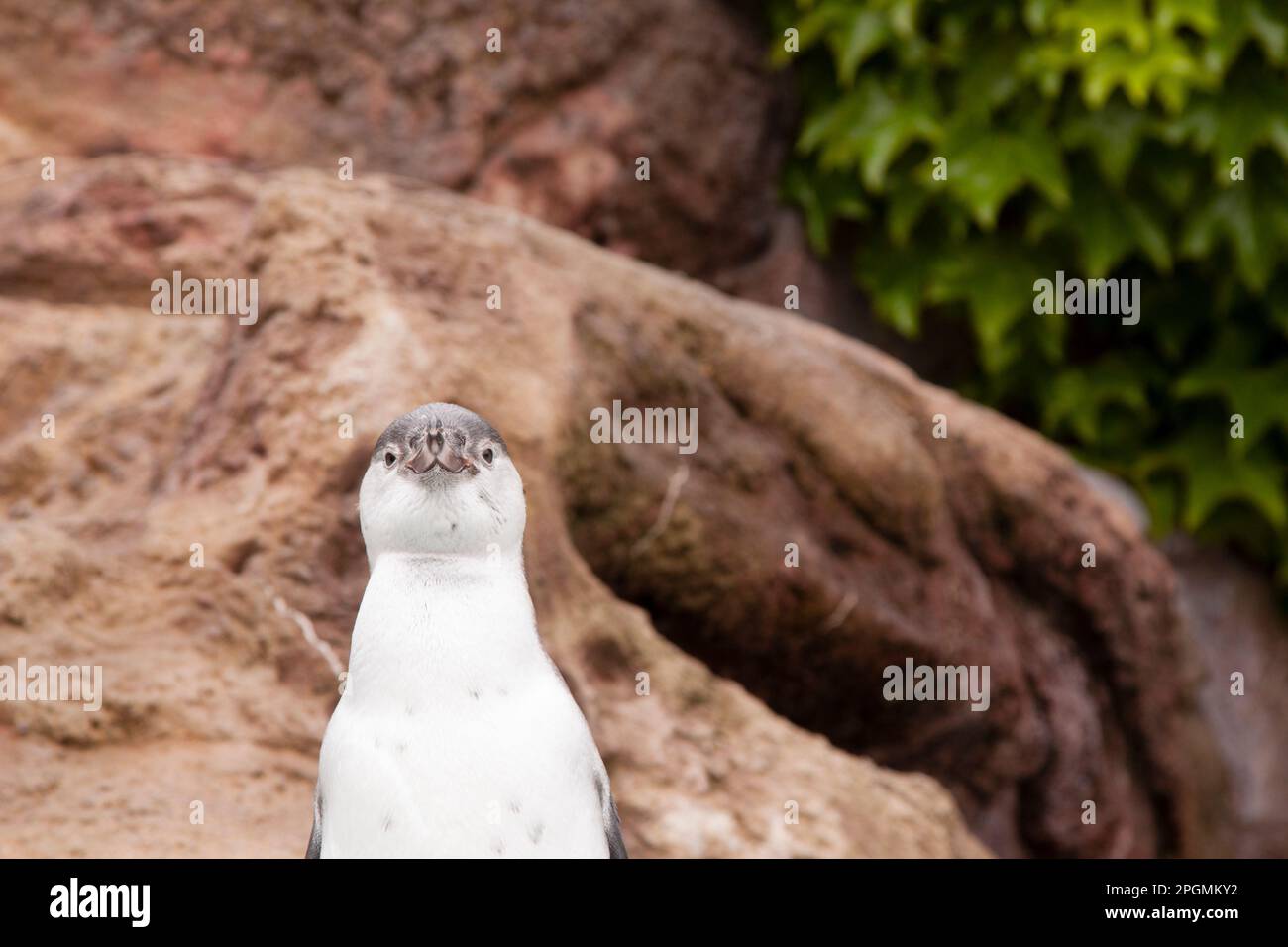 Espressione comica di Pinguino che guarda la fotocamera Foto Stock