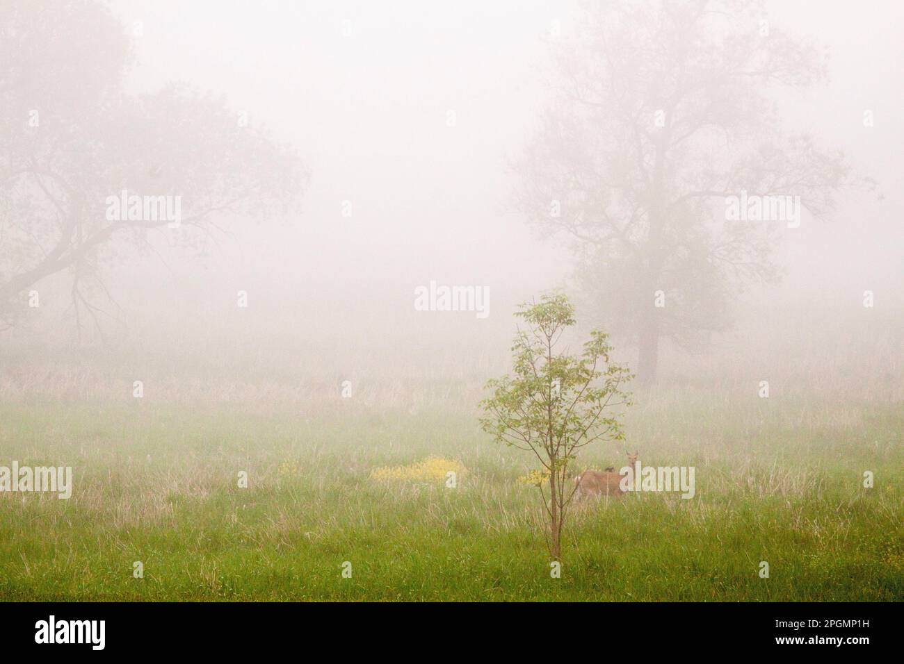 Cervi nel campo di Foggy Foto Stock