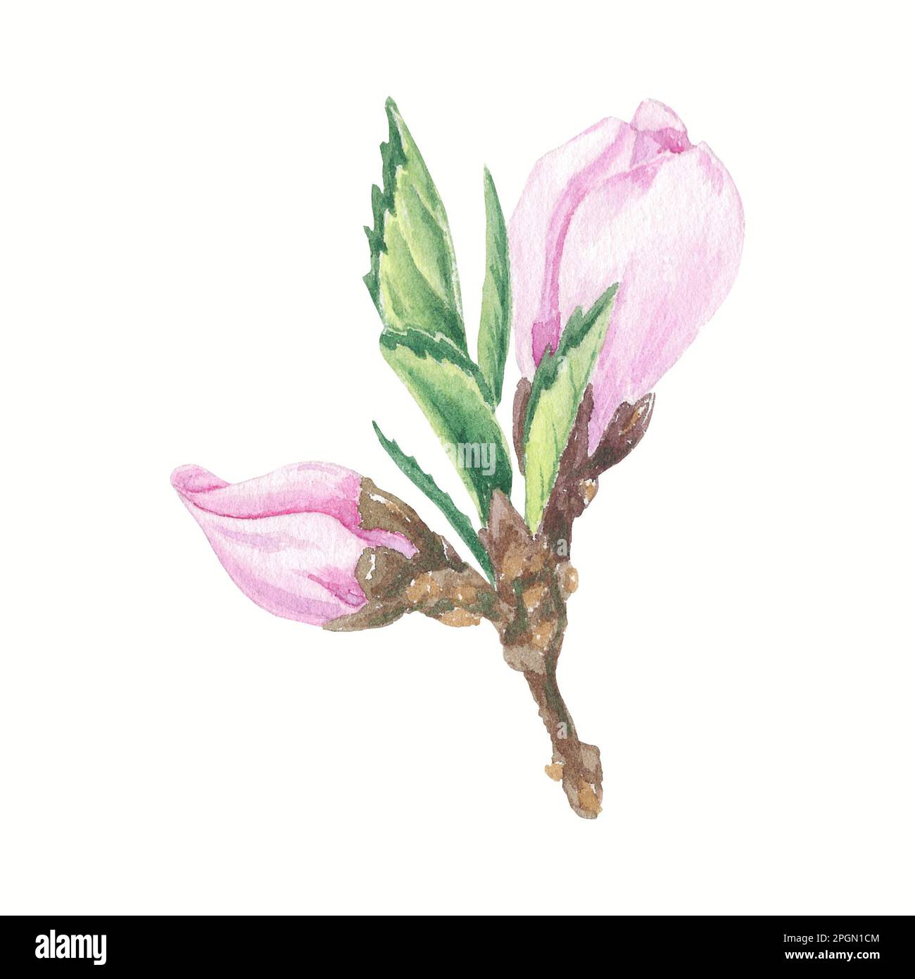 Fiori di ciliegio, un fiore di ciliegio isolato su sfondo bianco, fiore di frutta. Illustrazioni botaniche in acquerello per etichette, menu, logo Foto Stock