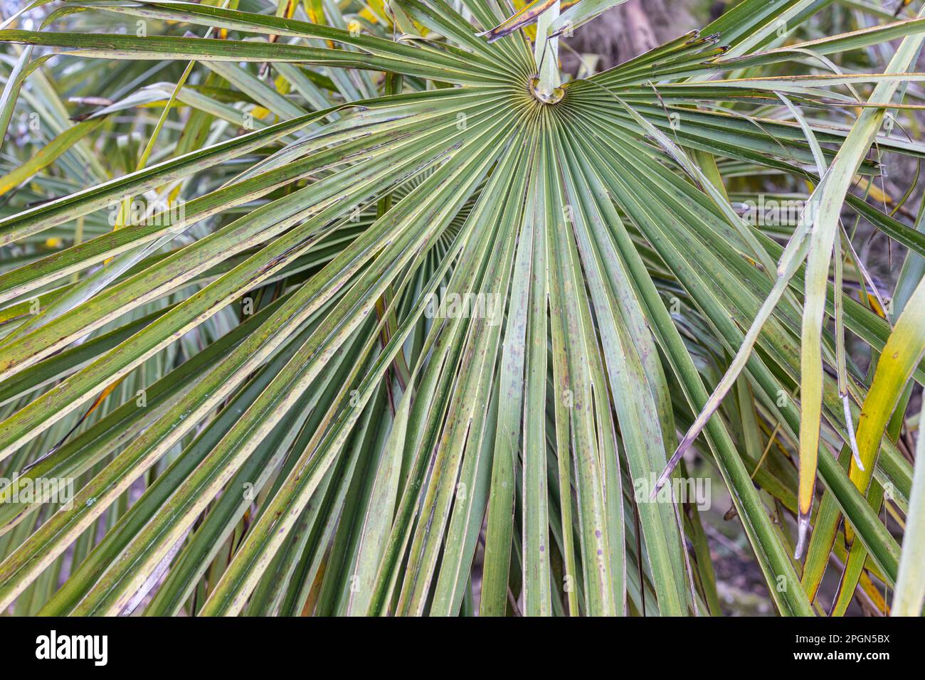 A strisce di foglie di palma, sfondo a trama verde astratto, Foto Stock