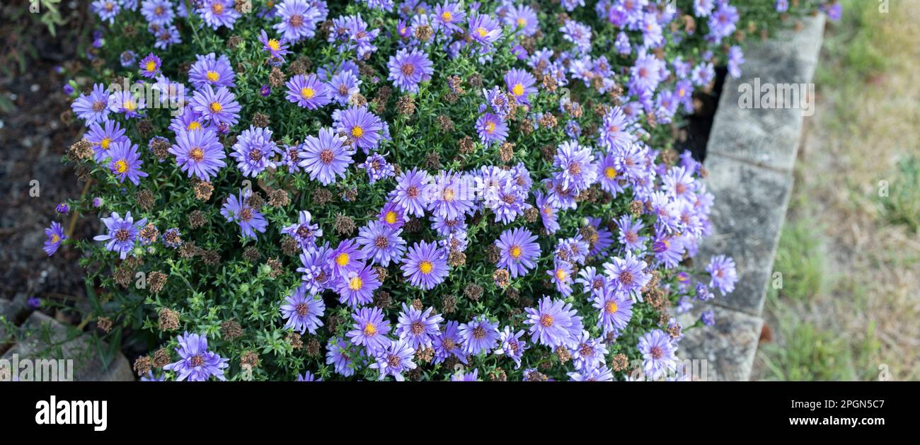 Fiori viola margherite. Bellissimo sfondo floreale Foto Stock
