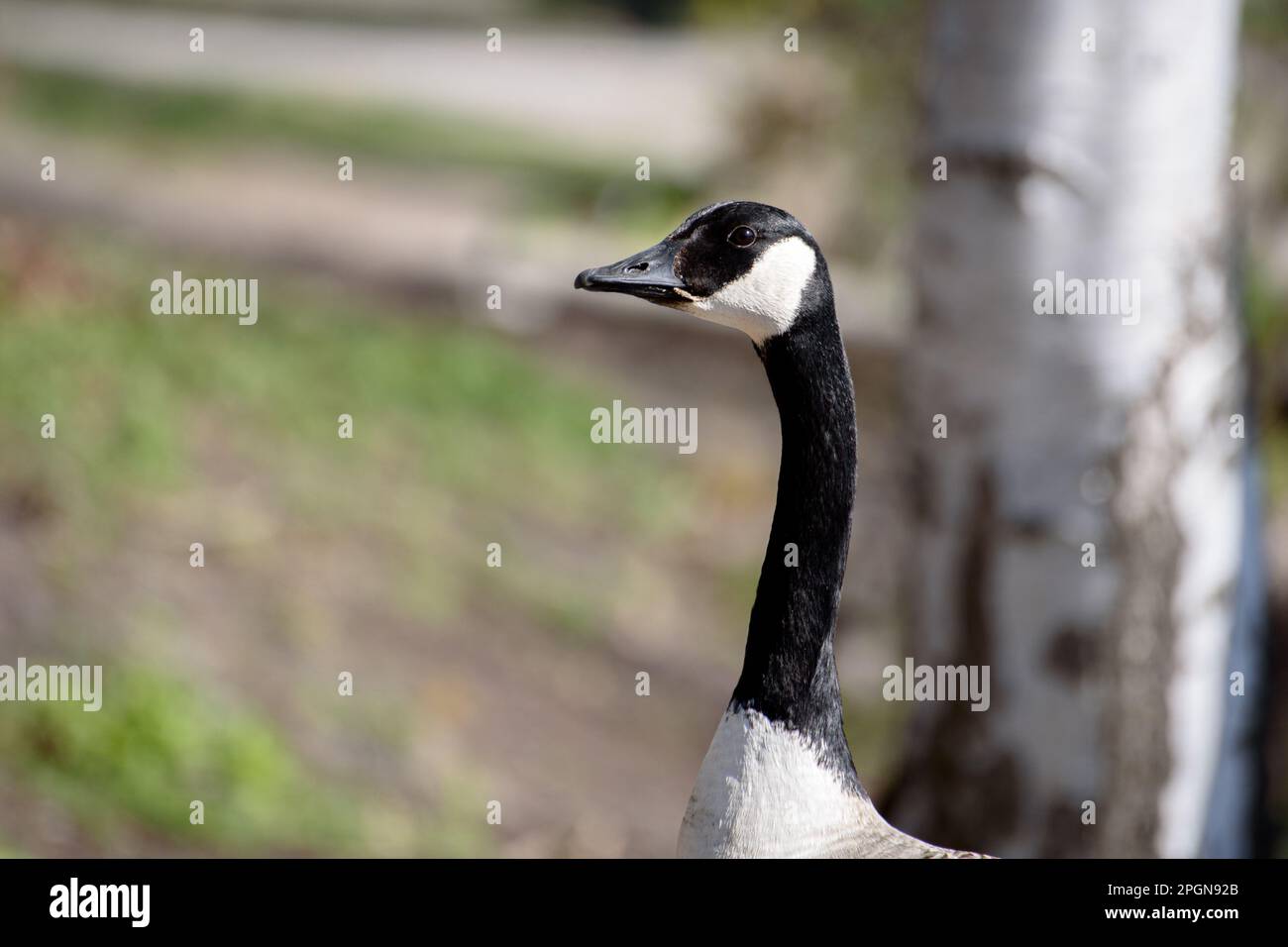 L'oca di Barnacle (Branta leucopsis) è una specie di oca appartenente al genere Branta di oche nere, che contiene specie in gran parte nere Foto Stock