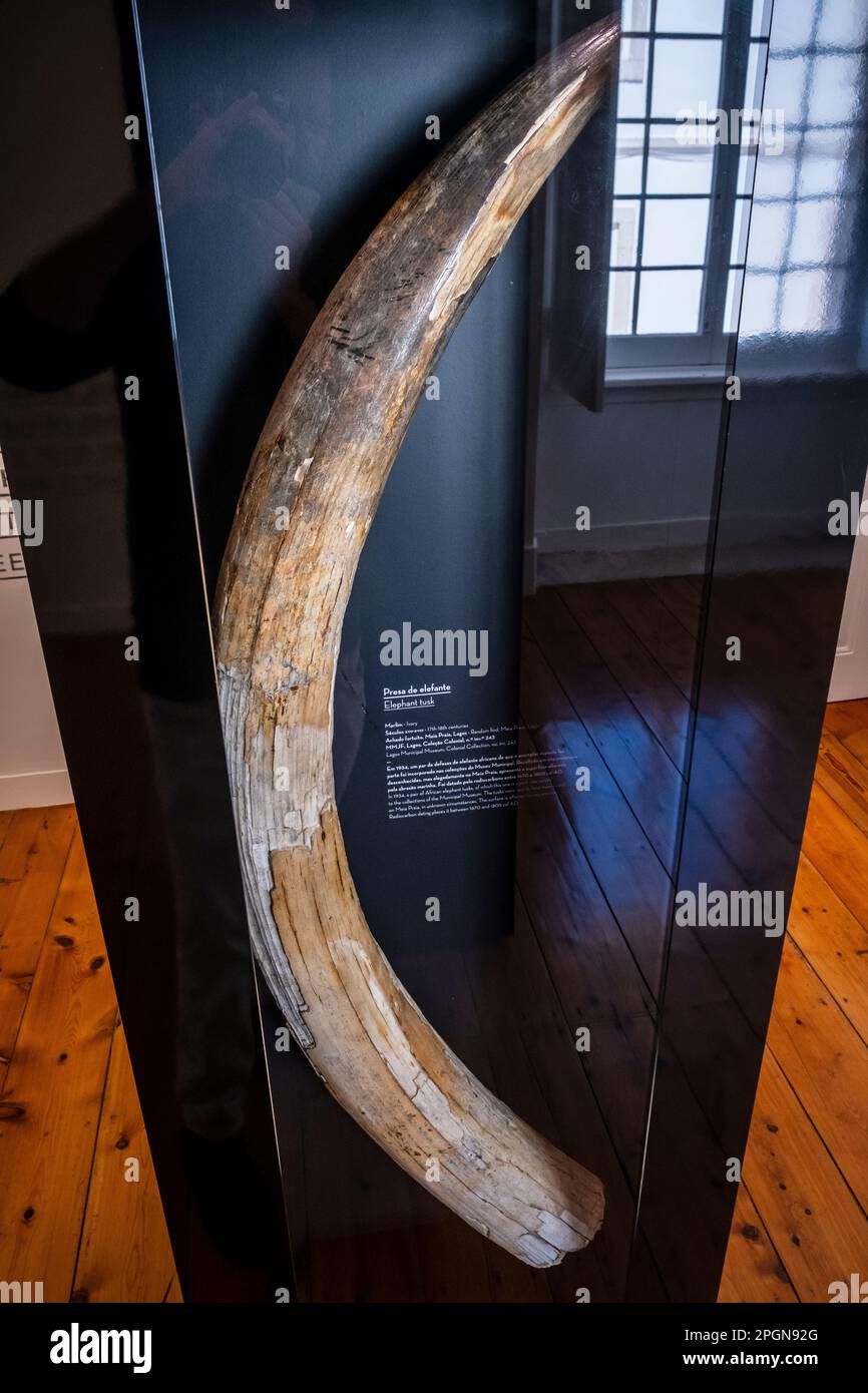 Tronco di elefante africano del 18th° secolo in mostra al museo Slave Market di Lagos, Portogallo Foto Stock