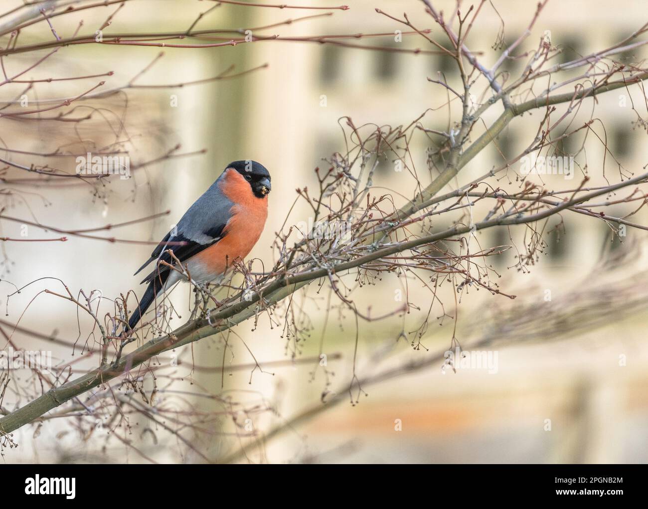 Un maschio Bullfinch (Pyrhula pirrhula) su un ramo di un Acer albero. Foto Stock
