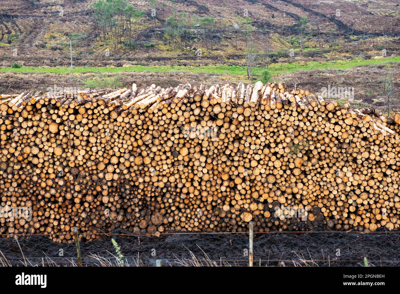 Scozia, vicino a Inverary Argyll. Settore del logging Foto Stock