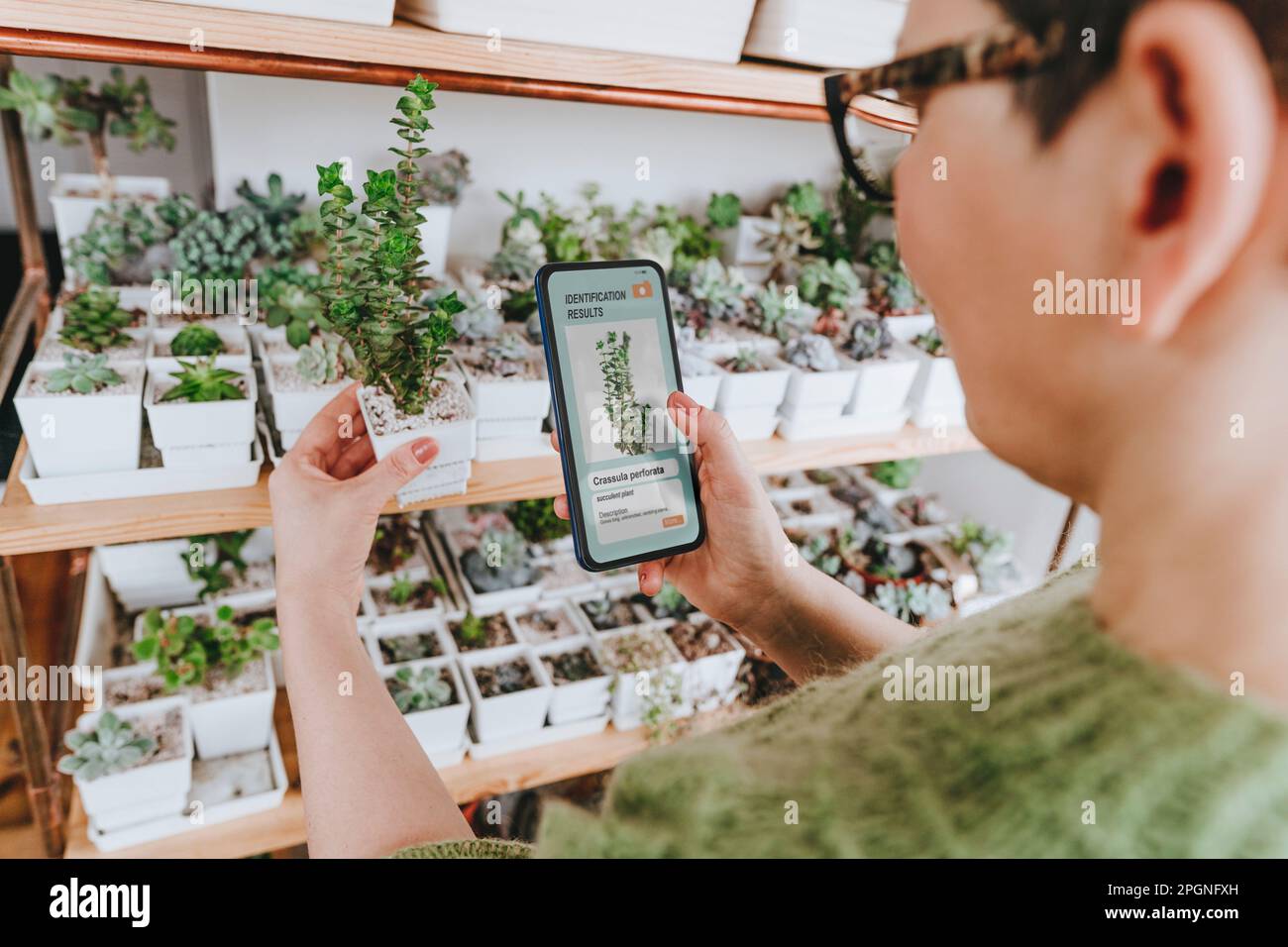 Donna che identifica la pianta succulenta attraverso il telefono cellulare a casa Foto Stock