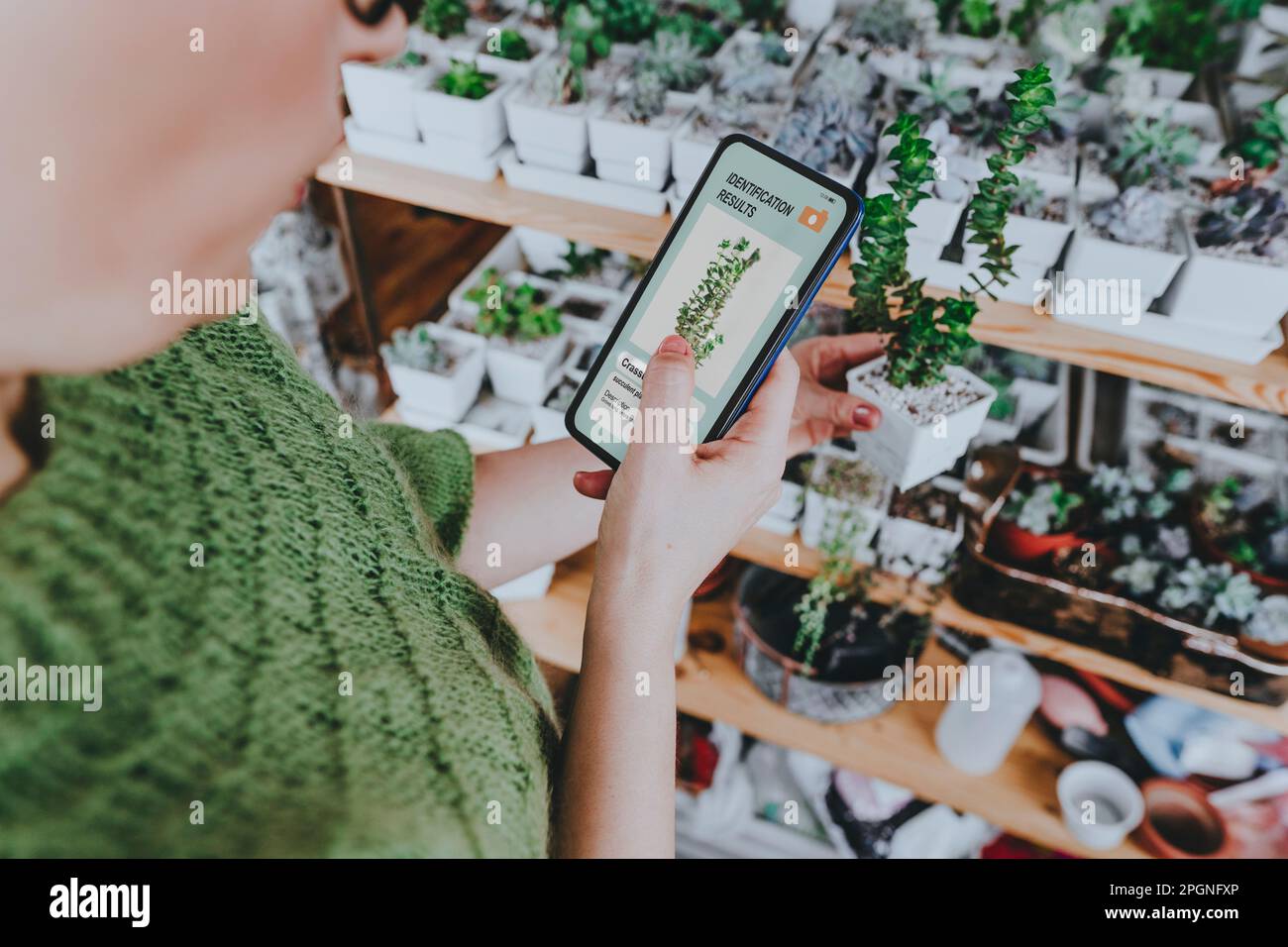 Donna che identifica la pianta succulenta attraverso lo smartphone a casa Foto Stock