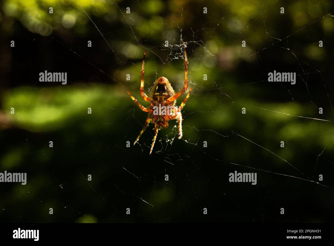 Un European Garden Spider illuminato dal sole, scientificamente conosciuto come Araneus diadematus, è catturato in un primo piano sospeso a testa in giù nella sua rete. La spide Foto Stock