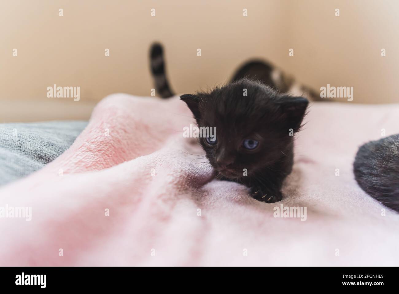 Gattino neonato nero che striscia su una coperta rosa. Foto di alta qualità Foto Stock
