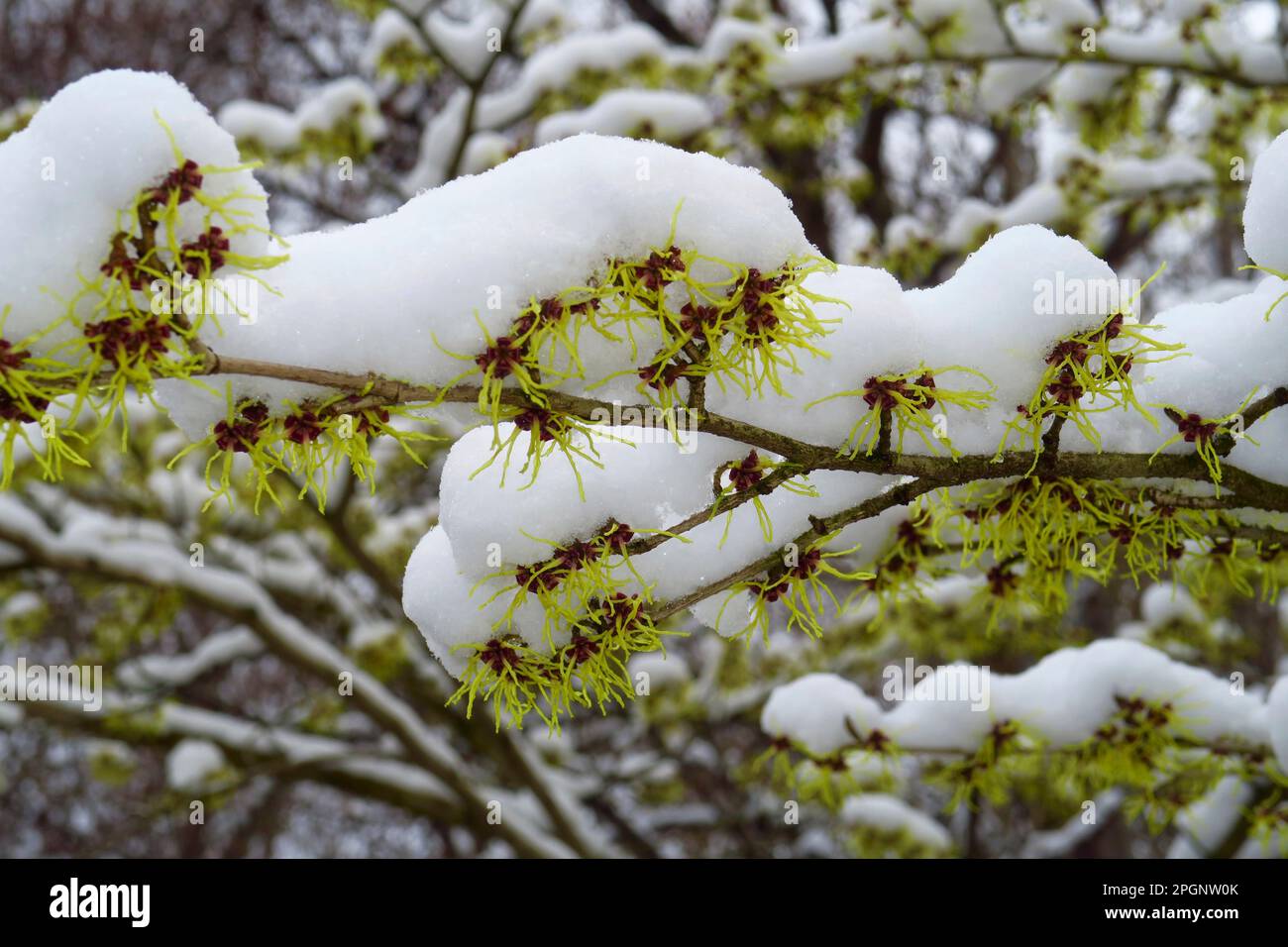Strega-nocciola coperta di neve in inverno Foto Stock