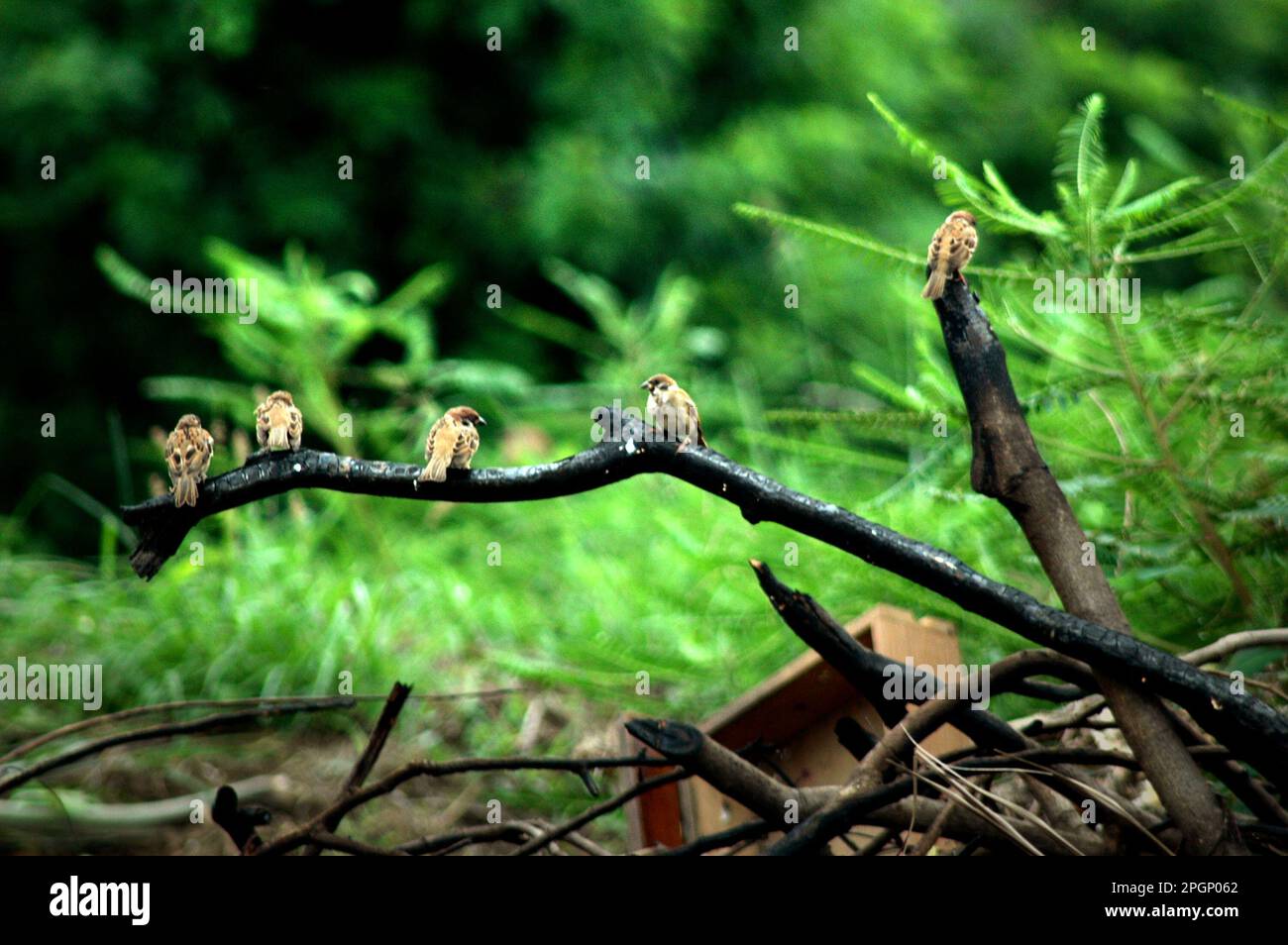 I passerini sono appollaiati su un ramo di un albero bruciato vicino a un luogo di dumpsite nella zona costiera di Giacarta, Indonesia. Foto Stock