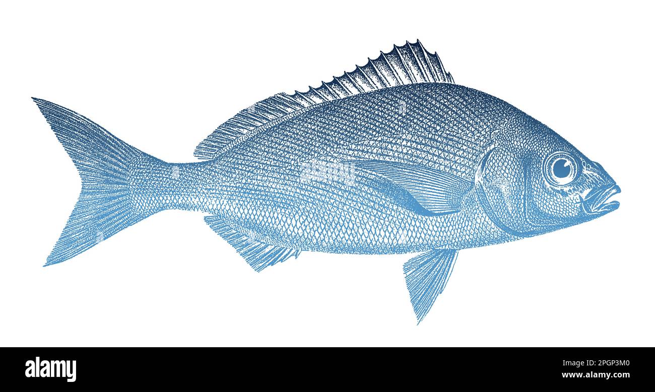 Engraving fish immagini e fotografie stock ad alta risoluzione - Alamy