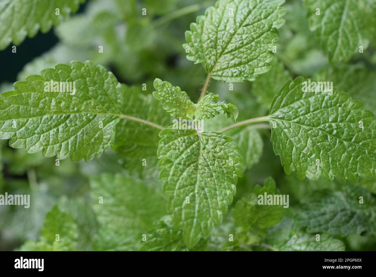 Il balsamo di limone è un membro della famiglia della menta ed è considerato un'erba calmante. Questo genere di erbe prende il nome dalla parola greca “api del miele”. Foto Stock