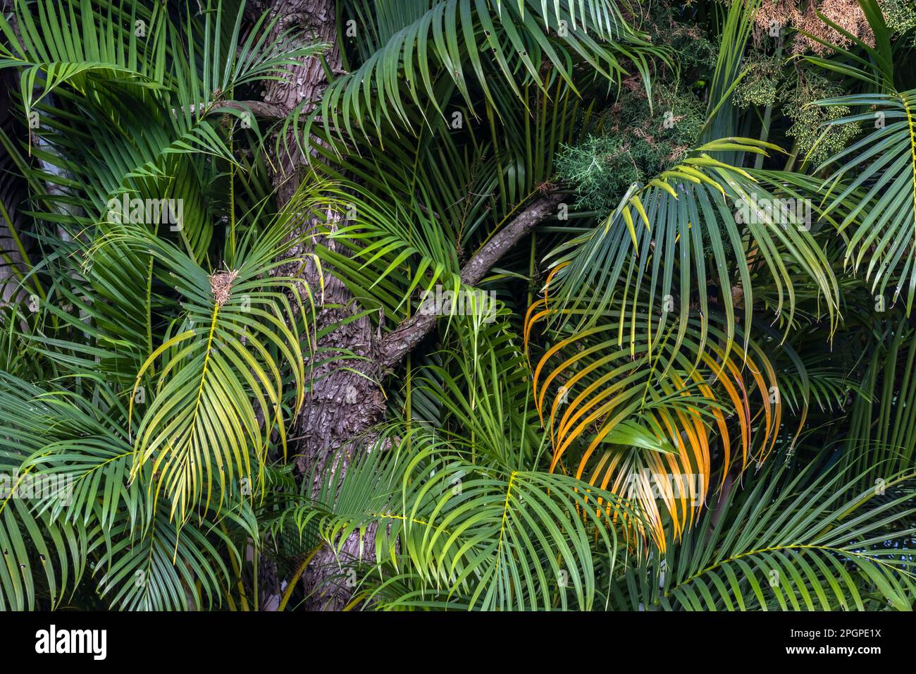 Dypsis lutescens, conosciuto come palma di bambù, palma di canna dorata, palma areca, palma gialla, o palma di farfalla, È una specie di pianta fiorita delle Arecacee Foto Stock