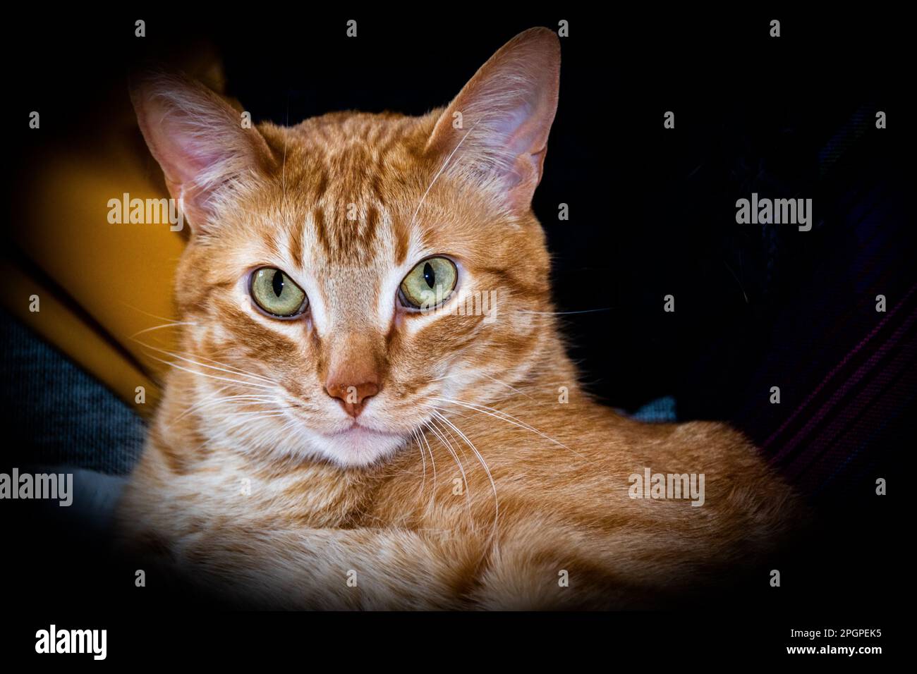 primo piano della faccia di un bel gatto marrone con gli occhi verdi Foto Stock