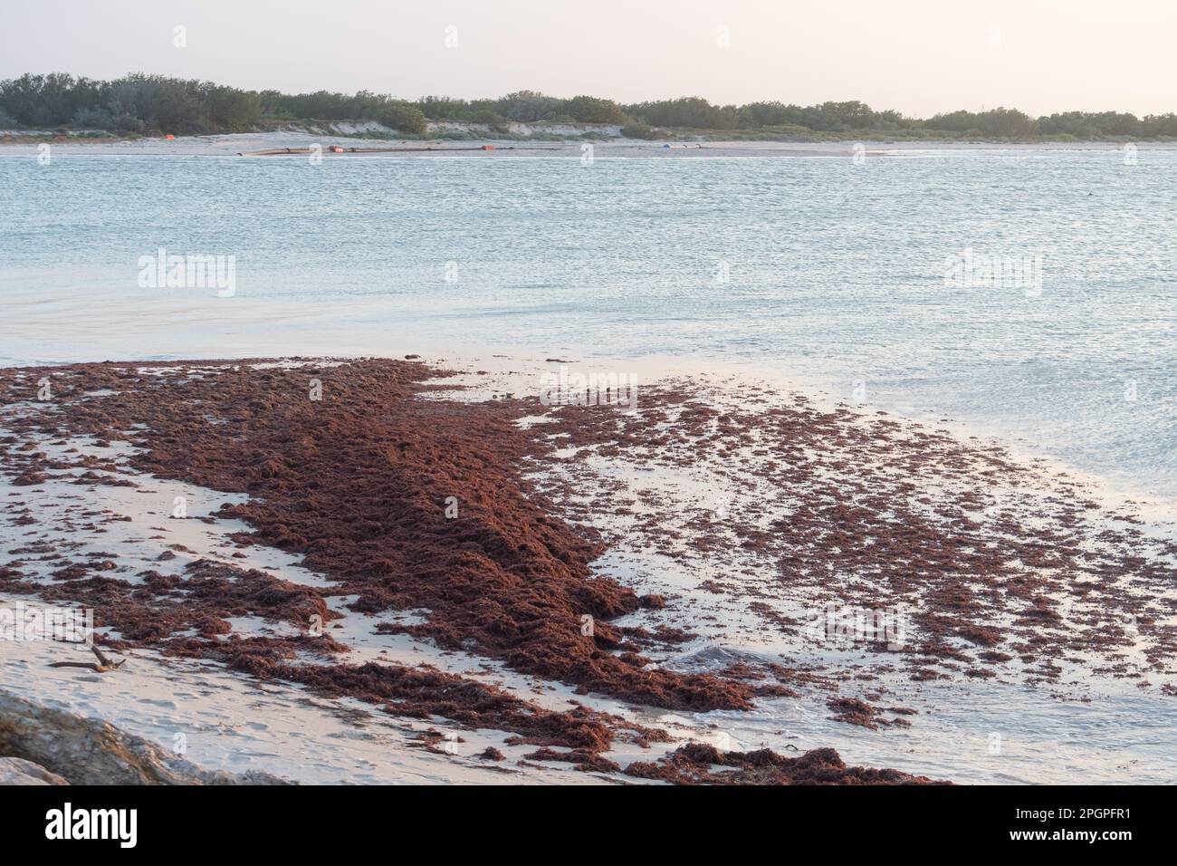 Spiaggia paesaggio sulla costa messicana di Yucatan di un mare tranquillo con sargassum galleggianti sulla riva. Foto Stock