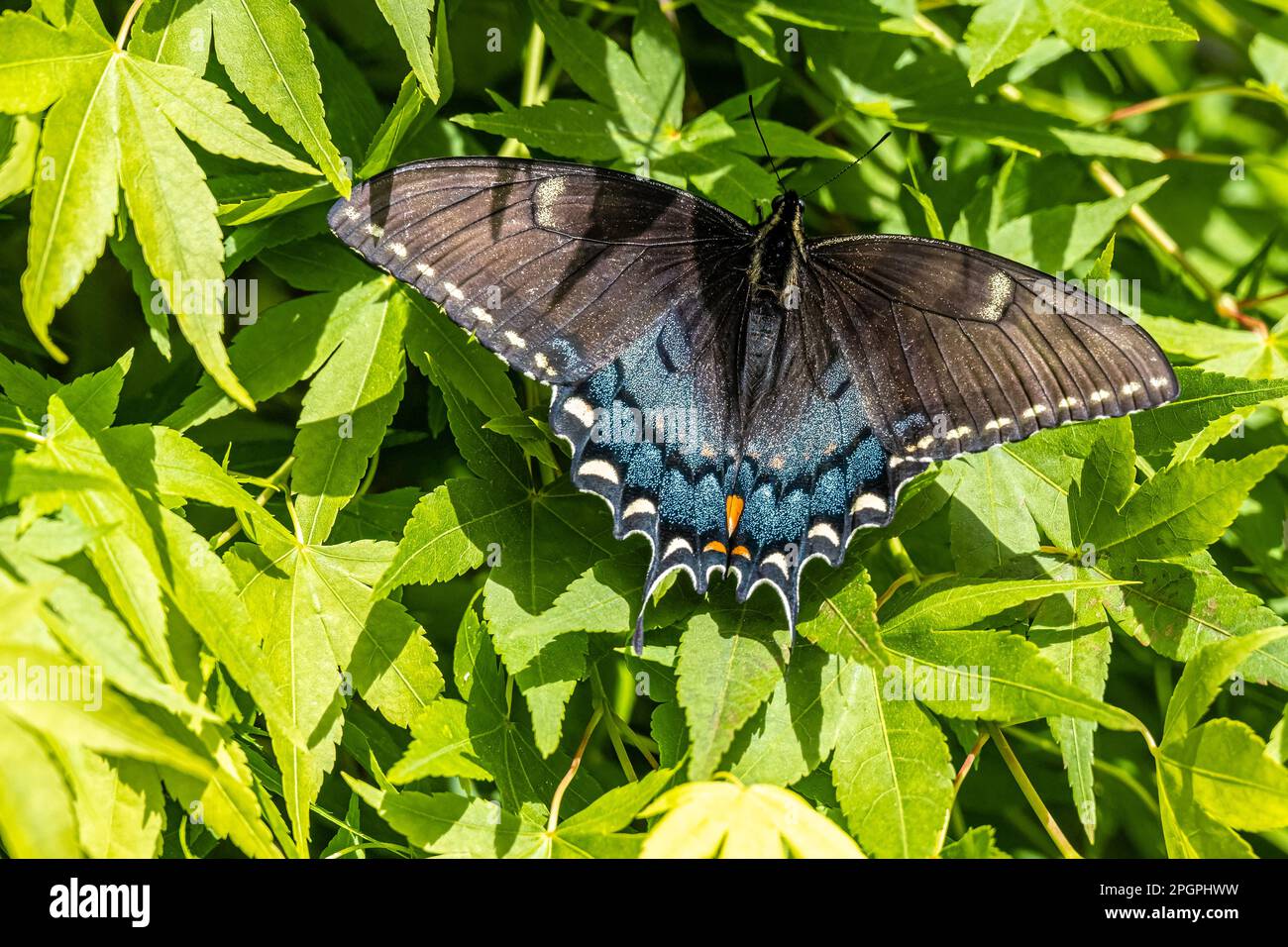 Eastern Tiger Swallowtail, Dark Morph, (Papilio glaucus) farfalla al giardino botanico di Atlanta a Midtown Atlanta, Georgia. (USA) Foto Stock