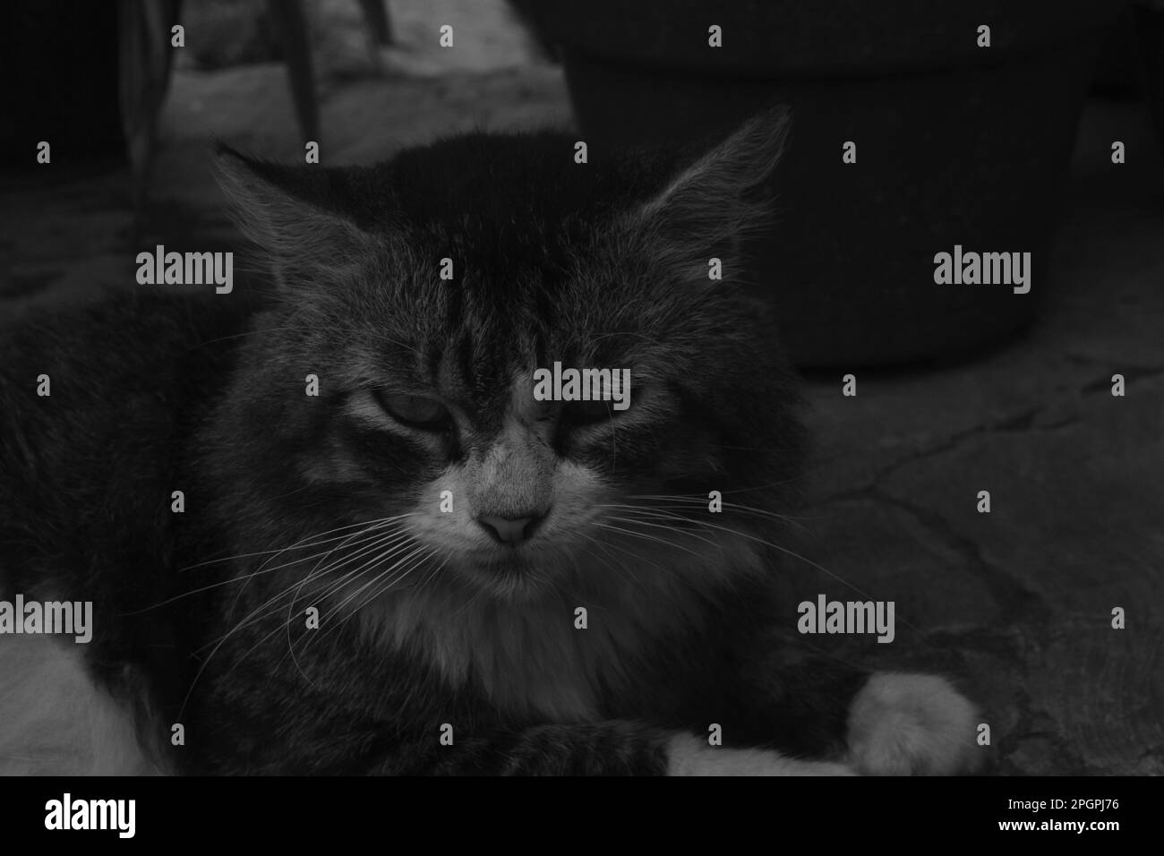 Il gatto maschio grigio è seduto fuori della casa da solo facendo dormire e raffreddare Foto Stock