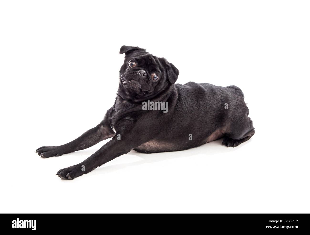 Completamente nero pug piccolo lap dog Foto Stock