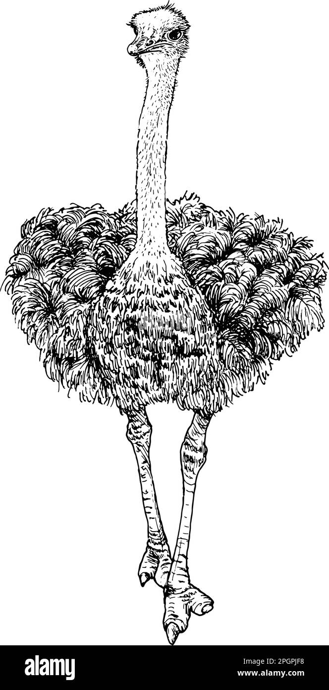 Disegno a mano realistico di struzzo. Illustrazione vettoriale Illustrazione Vettoriale