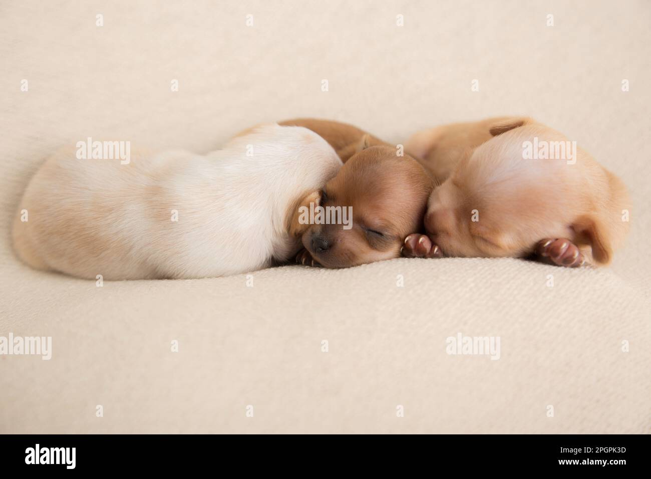 Cane cuccioli chihuahua molto piccolo Foto Stock