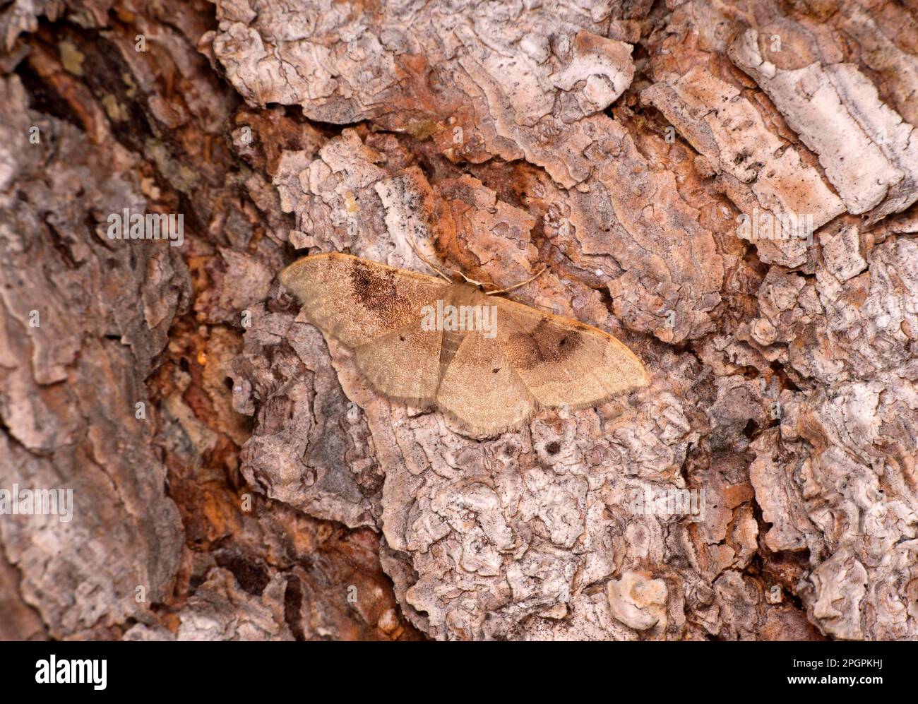 Bicolorato bifoderato nana (idaea degeneraria), Vallese, Svizzera Foto Stock