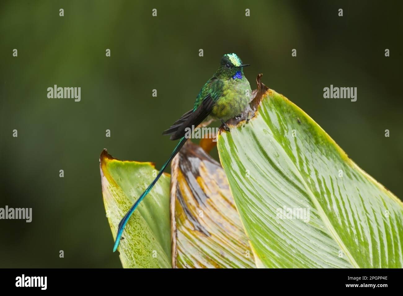 sylph a coda lunga (Aglaiocercus kingi), maschio adulto, seduto su una foglia nella foresta pluviale montana, Ande, Ecuador Foto Stock