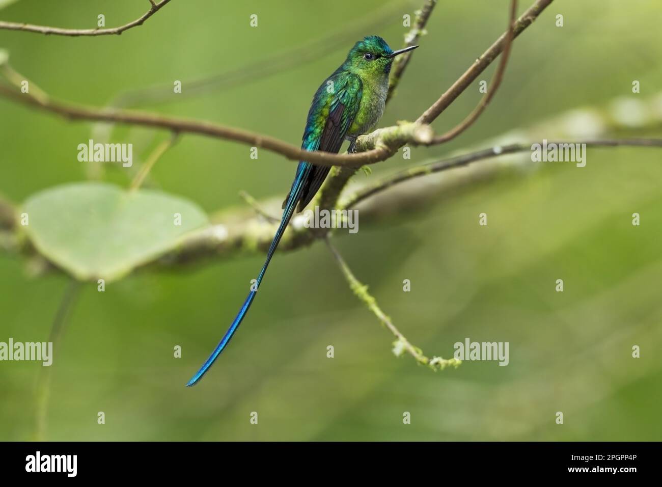 sylph a coda lunga (Aglaiocercus kingi), maschio adulto, seduto su un ramo nella foresta pluviale montana, Ande, Ecuador Foto Stock