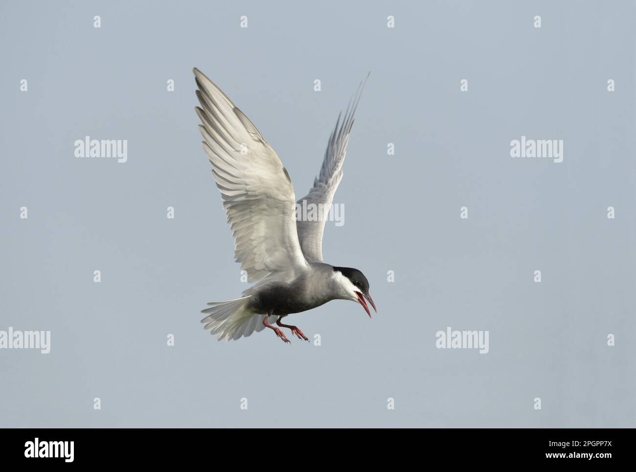 Tern whisky (Chlidonias hybrid) adulto, piumaggio di allevamento, in volo, Delta del Danubio, Tulcea, Romania Foto Stock