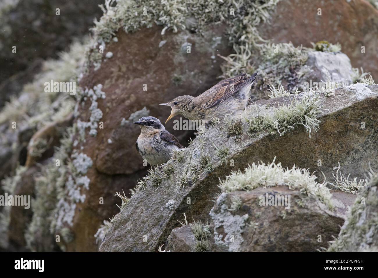 Northern Wheatear (Oenanthe oenanthe) maschio adulto, piumaggio di allevamento, con giovani recentemente a bordo che chiedono il cibo, in piedi su muro di pietra a secco Foto Stock