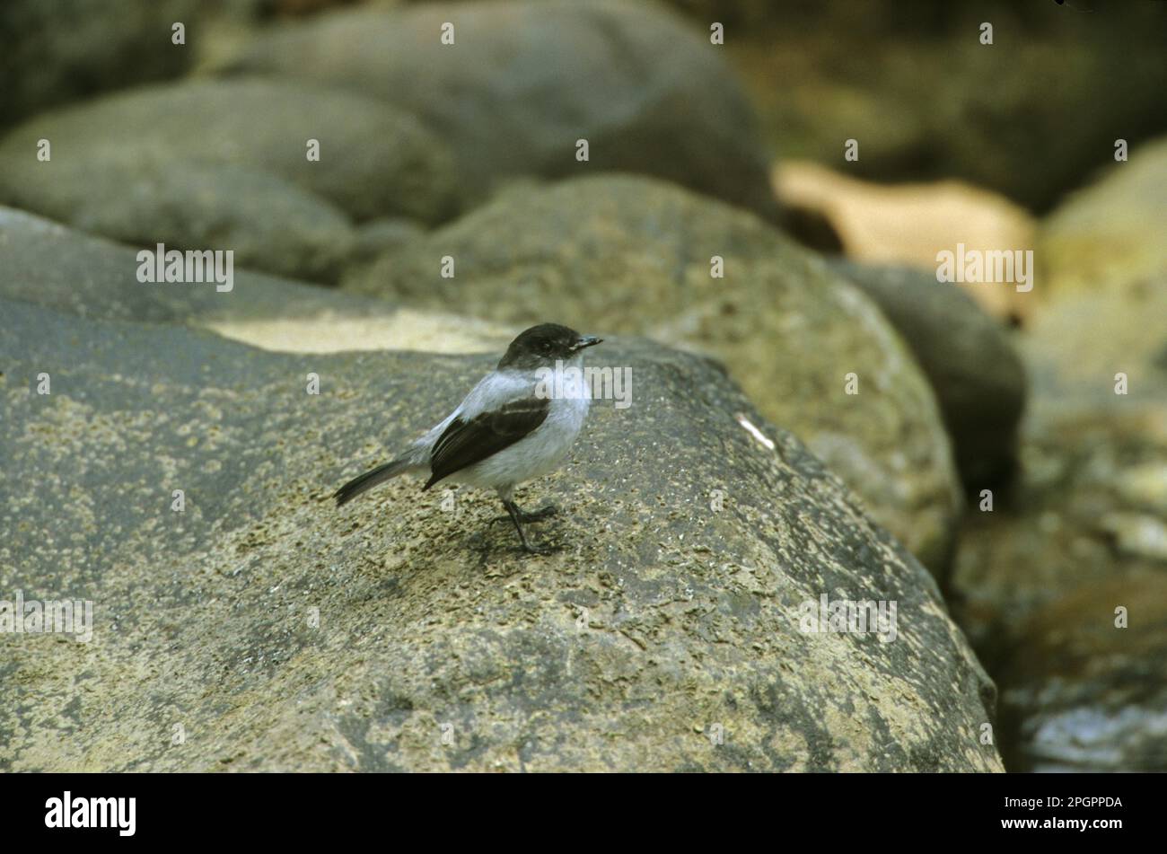 Flycatcher, songbirds, Animals, Birds, Torrent Tyrannulet (Serpophago cinerea) in piedi sulla roccia, Costa Rica Foto Stock