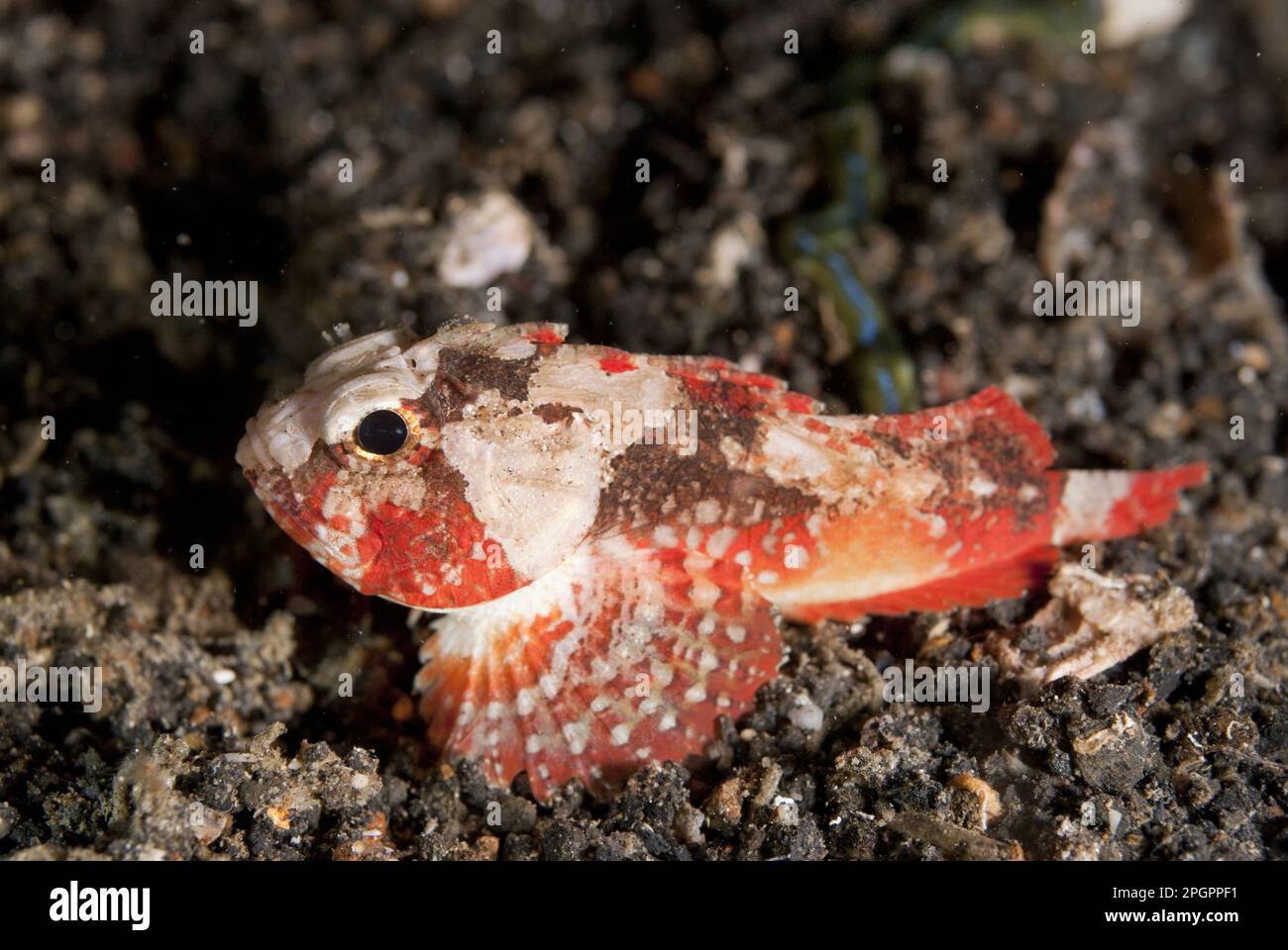 Whiteface Waspfish (Richardsonichthys Leucogaster) adulto, su sabbia nera di notte, Lembeh Strait, Sulawesi, Greater Sunda Islands, Indonesia Foto Stock