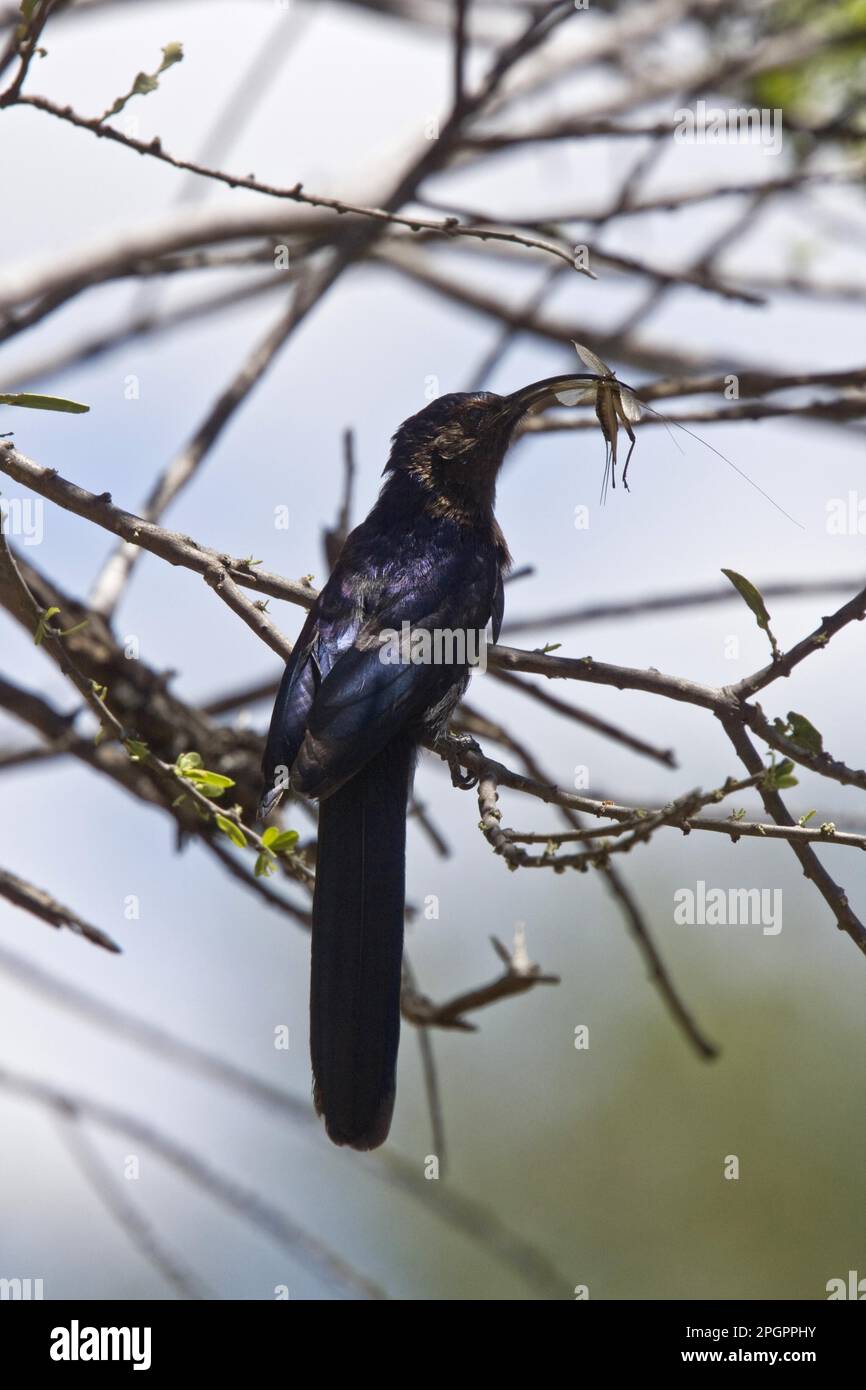 Falce luppolo, Sickle luppolo, Animali, Uccelli, Grande Scimitarbill con cricket Foto Stock