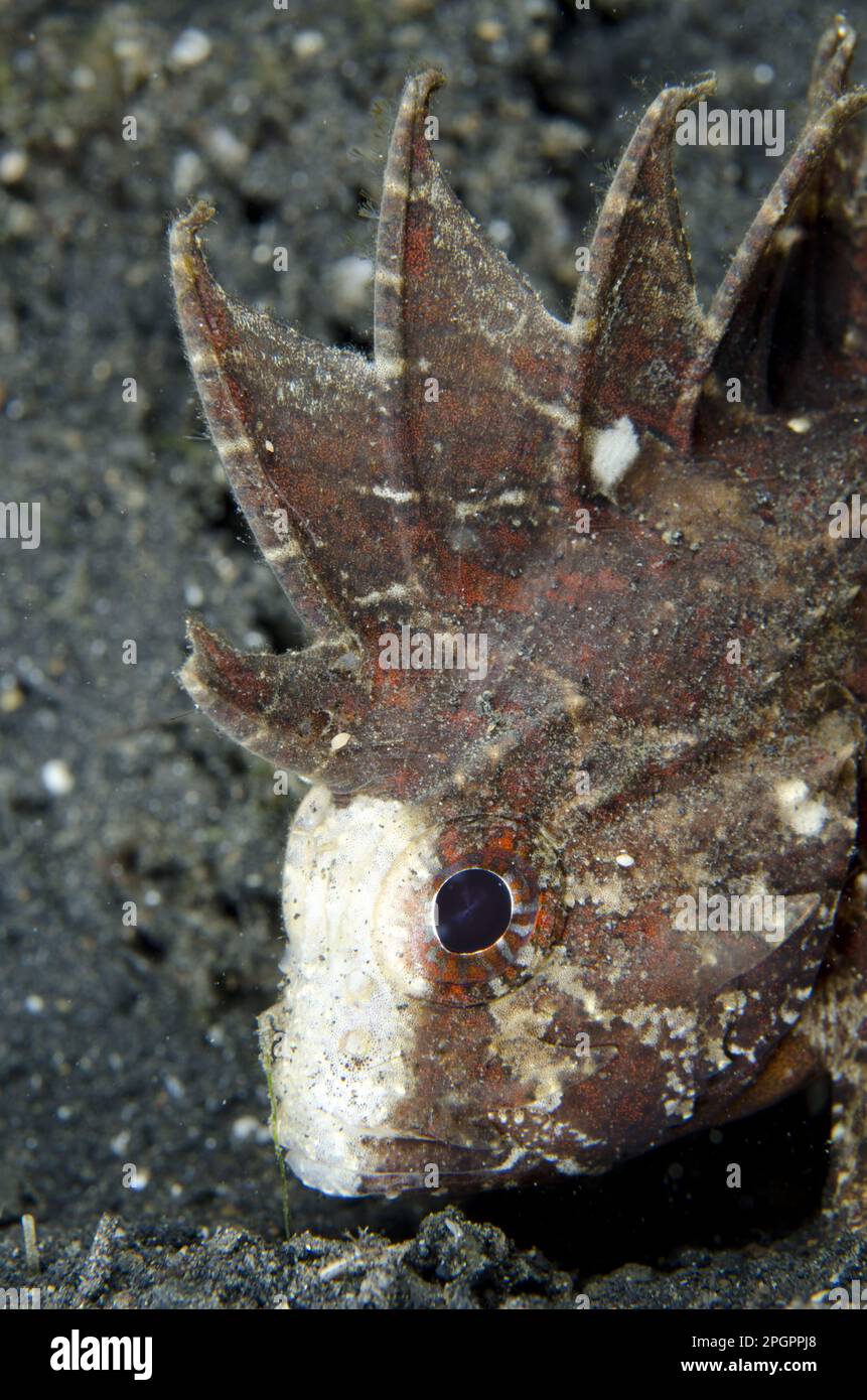 Whiteface Waspfish (Paracentropogon longispinus) adulto, primo piano della testa, riposante sulla sabbia nera, Lembeh Straits, Sulawesi, Isole Sunda, Indonesia Foto Stock