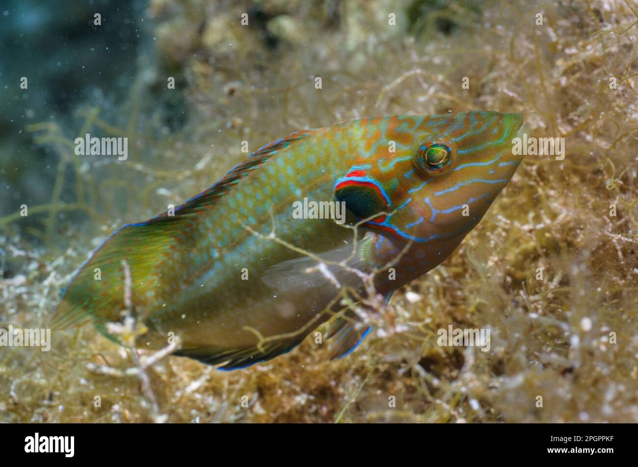 Wrasse (Symphodus ocellatus) adulto maschio, nido di guardia, Isola di Krk, Golfo del Quarnero, Mare Adriatico, Croazia Foto Stock