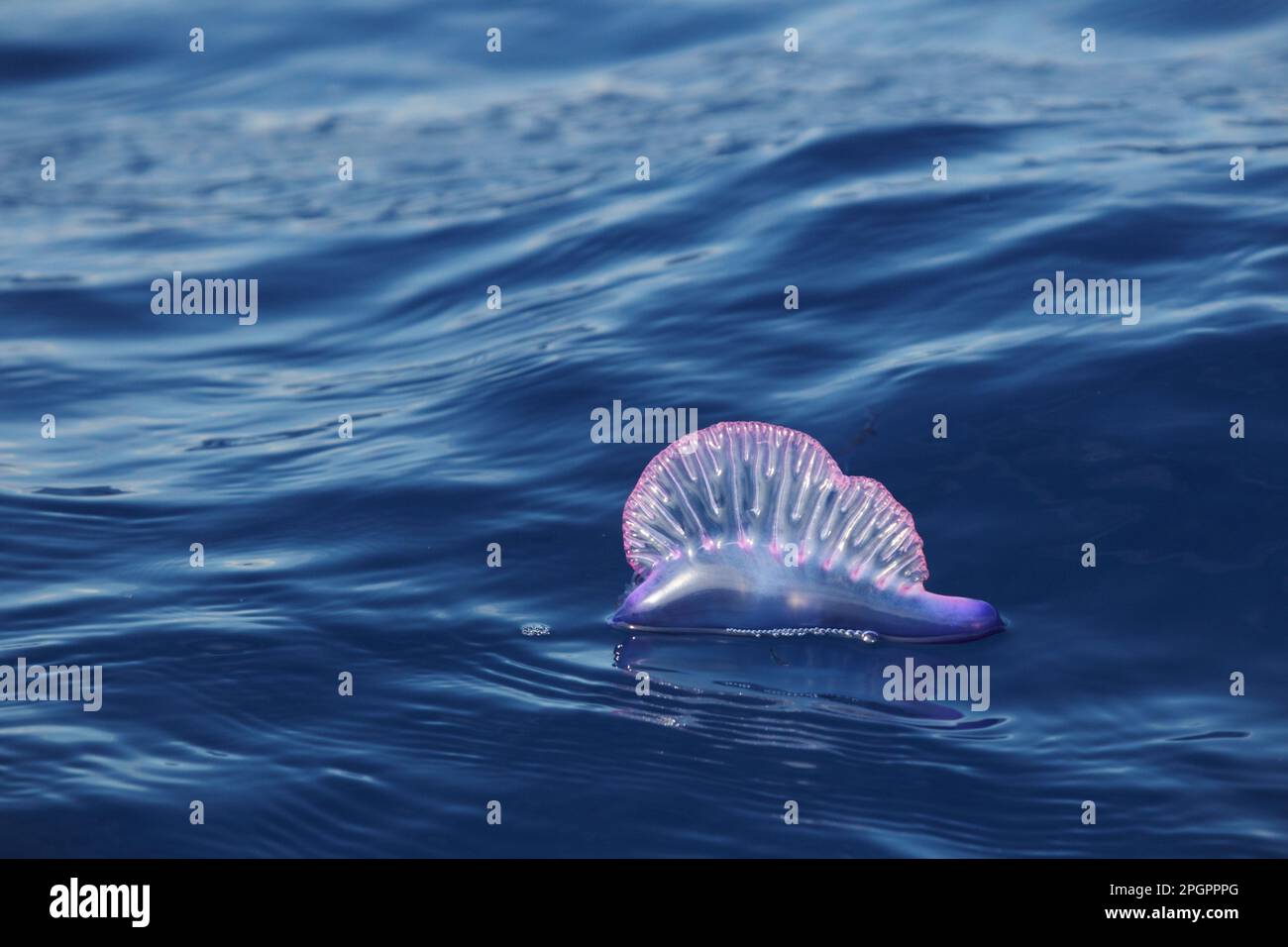 Portoghese uomo di guerra (Physalia physalis) galleggiante sulla superficie dell'oceano, Azzorre Foto Stock