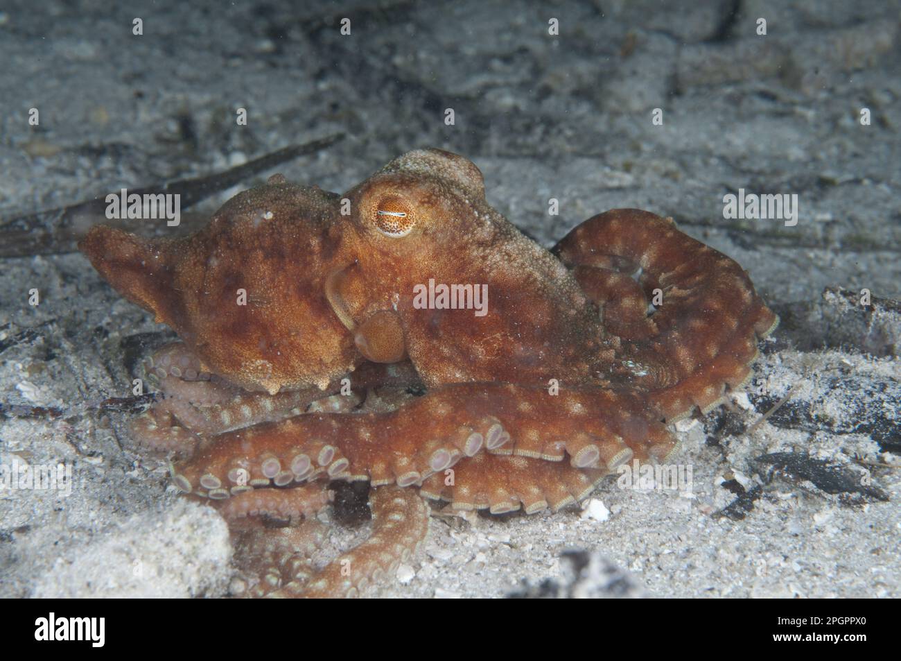 Polpo stellato (Callistoctopus luteus) adulto, sul fondale marino di notte, Gam Island, Raja Ampat, Papua Occidentale, Nuova Guinea, Indonesia Foto Stock