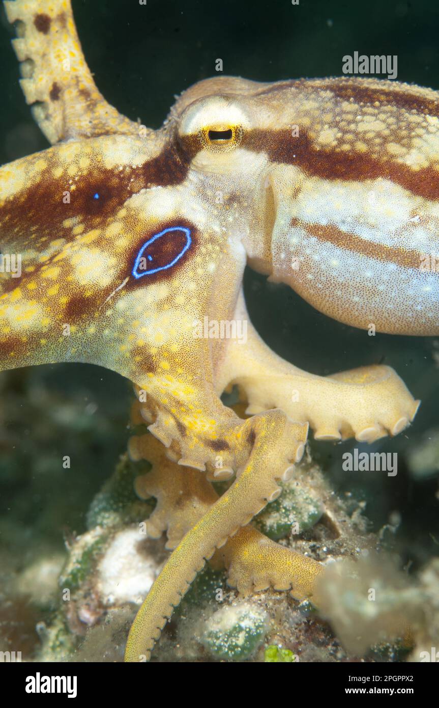 Veleno Octopus (Octopus mototi) adulto, Lembeh Straits, Sulawesi, Isole Sunda, Indonesia Foto Stock