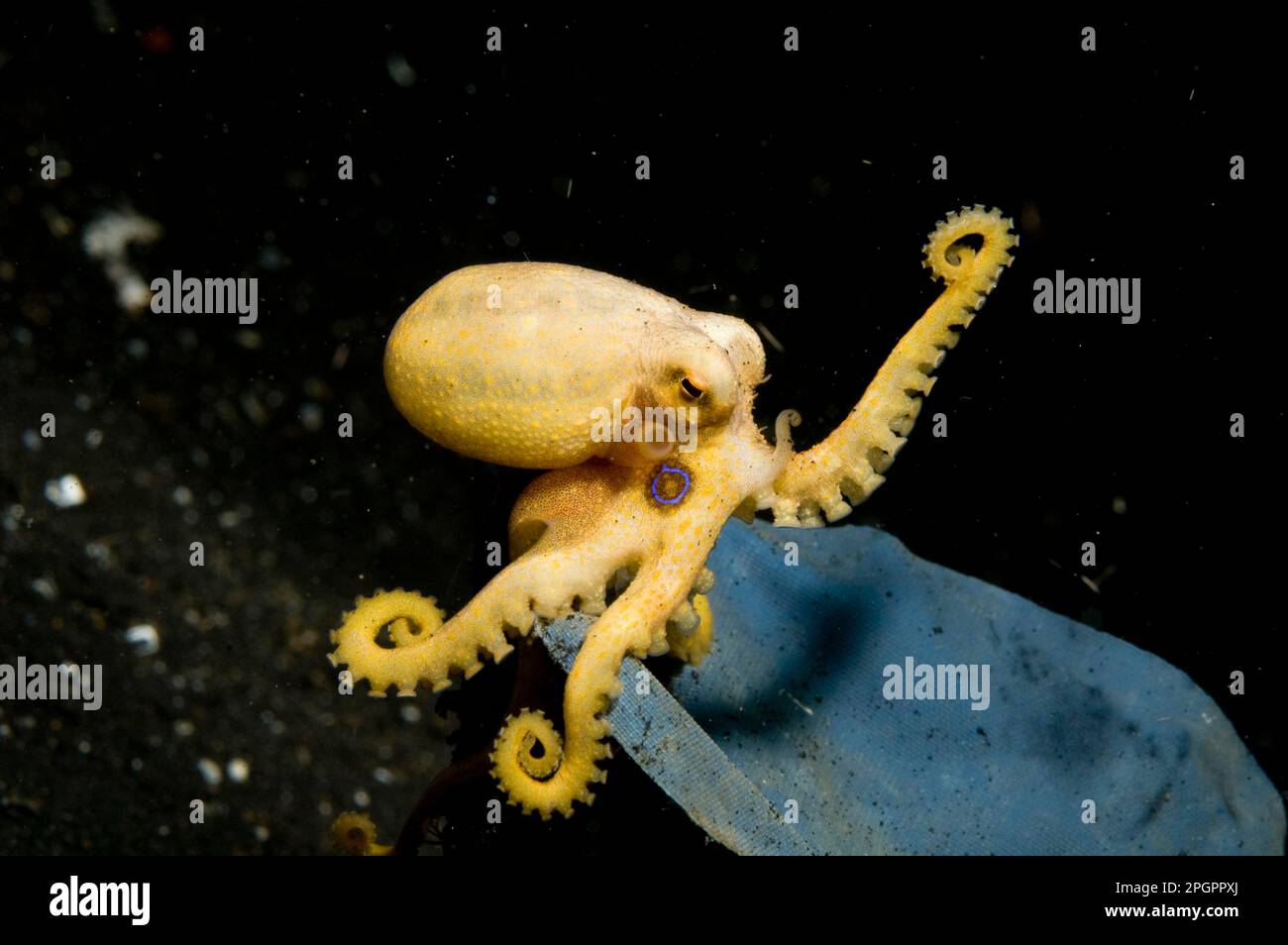 Polpi, polpi, polpi, polpi, altri animali, Cefalopodi, animali, molluschi, Polpo di Ocellate (Octopus mototi) adulto, su plastica Foto Stock