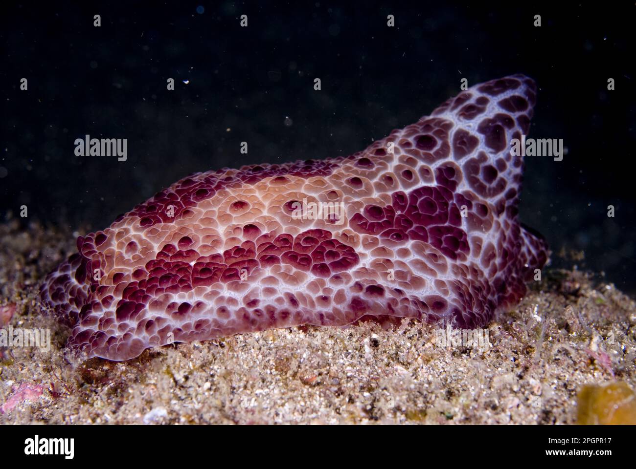 Altri animali, Gasteropodi marini, lumache, animali, molluschi, Sidegill Seaslug (Pleurobranchus peroni) adulto, sulla sabbia, Isola di Lembeh, Sulawesi Foto Stock