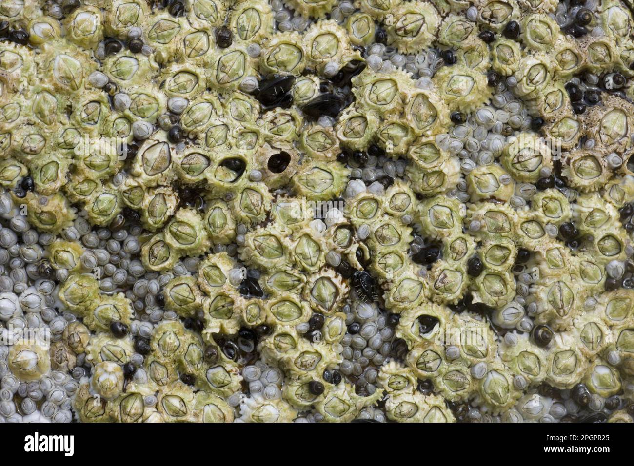 Massa di Acorn Barnacle (Semibalanus balanoides), esposta durante la bassa marea, Brough Head, Mainland, Orkney, Scozia, Regno Unito Foto Stock