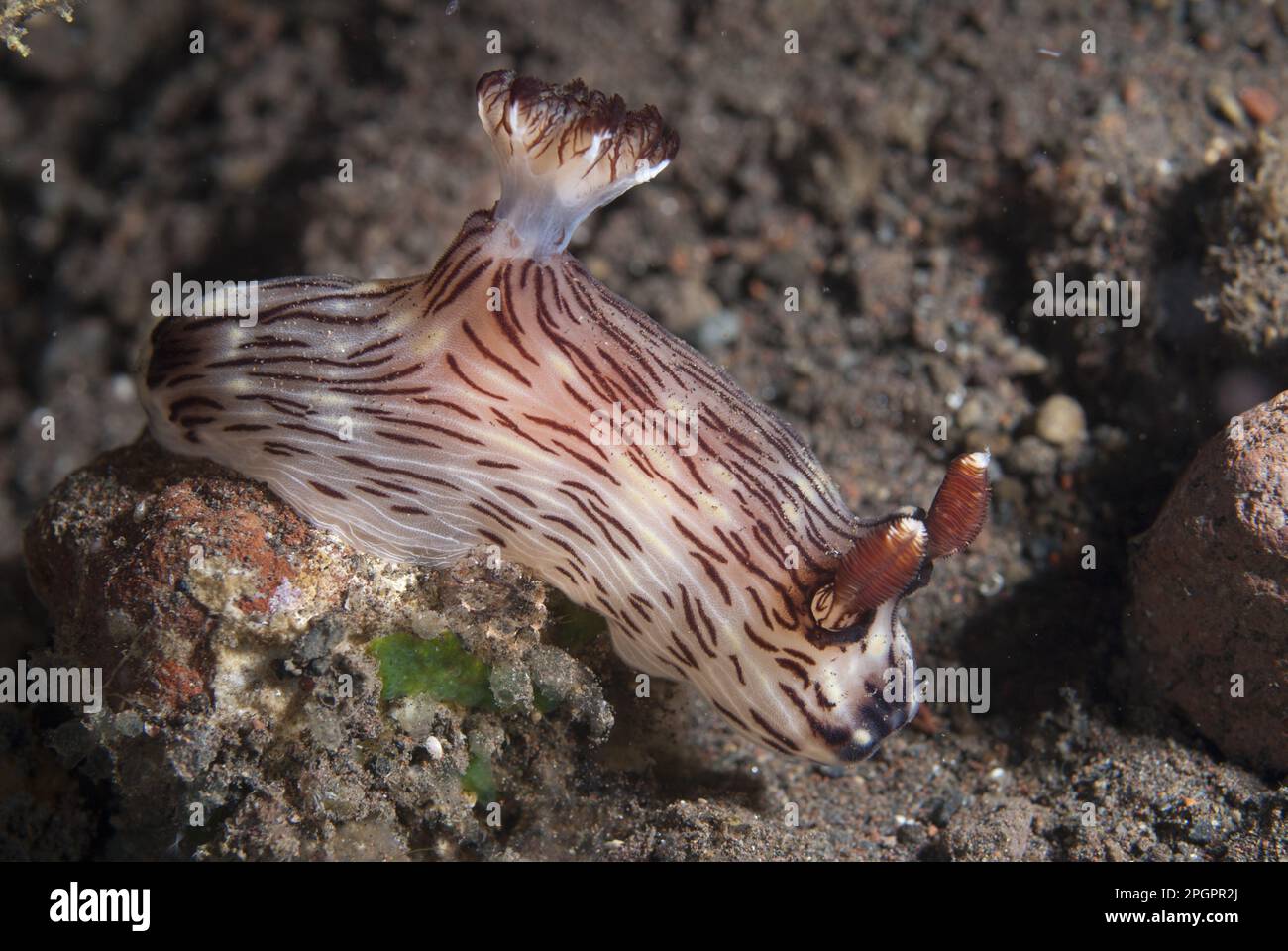 Jorunna rubescens, altri animali, gasteropodi marini, lumache, animali, Molluscs, Kentrodoris nudibranch (Kentrodoris rubescens) adulto, sulla barriera corallina, Seraya Foto Stock