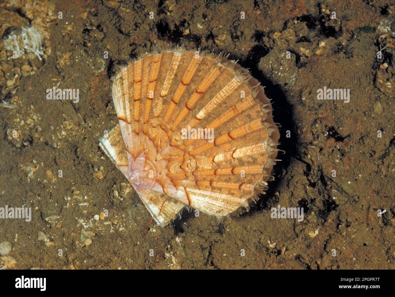 Mitili grandi pellegrini, mitili grandi pellegrini, altri animali, mitili, animali, Mollusco, Grande capesante (Pecten maximus) adulto, sul fondale marino, Inghilterra Foto Stock