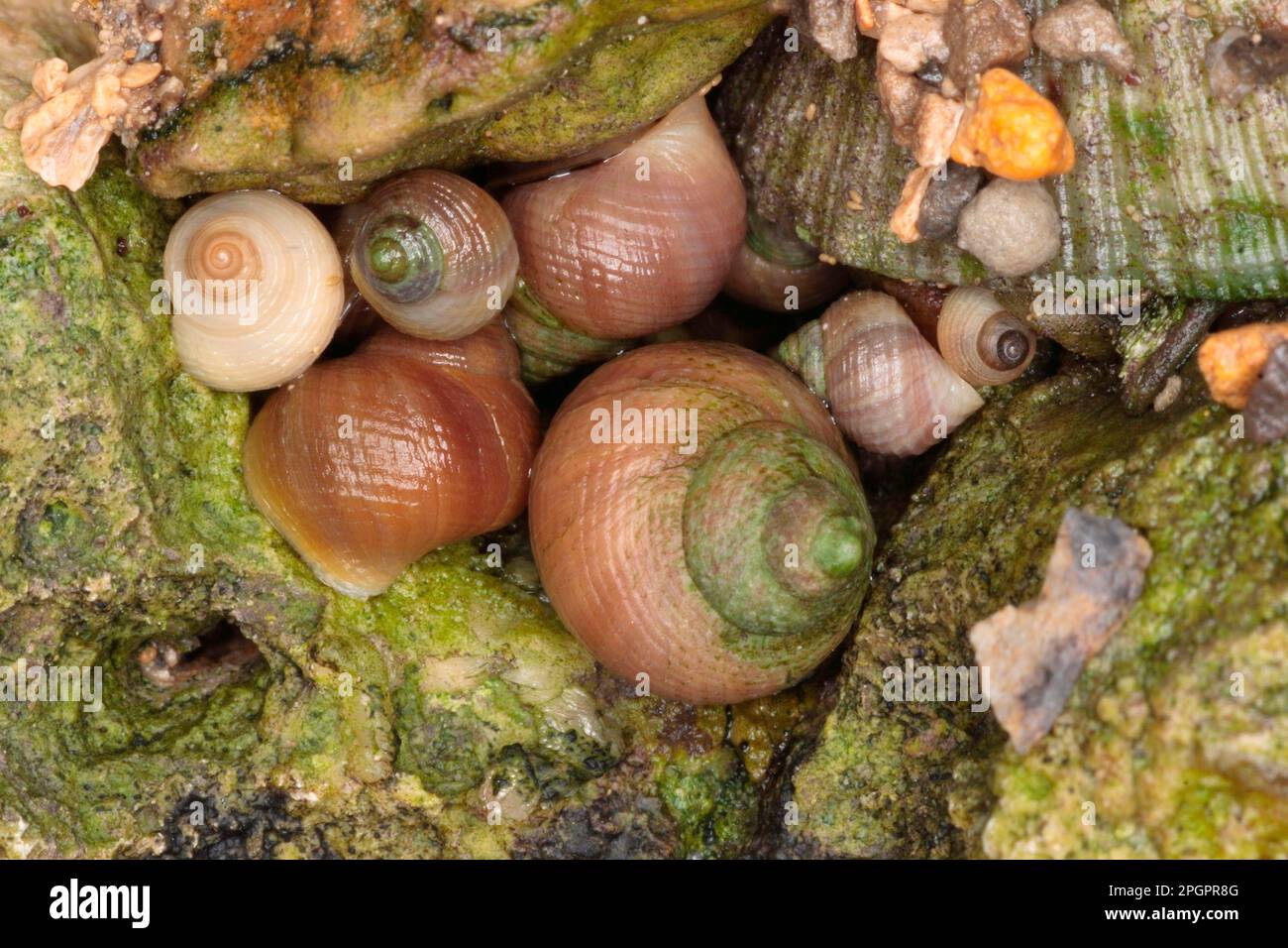 Periwinkle grezzo (Littorina saxatilis) adulti e immature, gruppo su roccia, Portland, Dorset, Inghilterra, Regno Unito Foto Stock
