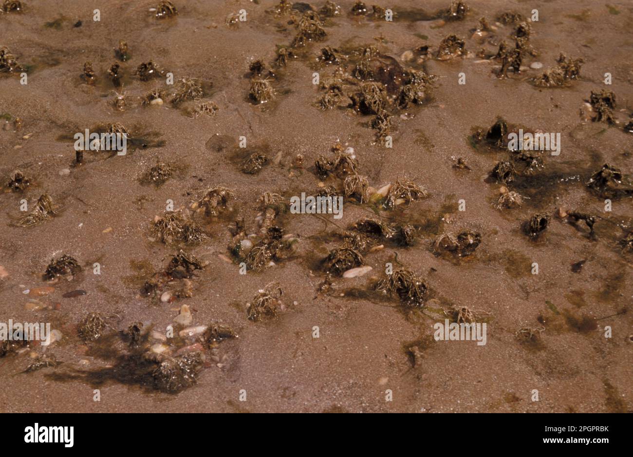 Verme di mason di sabbia (conchilega di Lanice), verme di tubo dell'albero, verme di tubo, vermi di tubo, animali, Altri animali, Worms, Sand Mason Worm frilled cime di Sand Mason Foto Stock