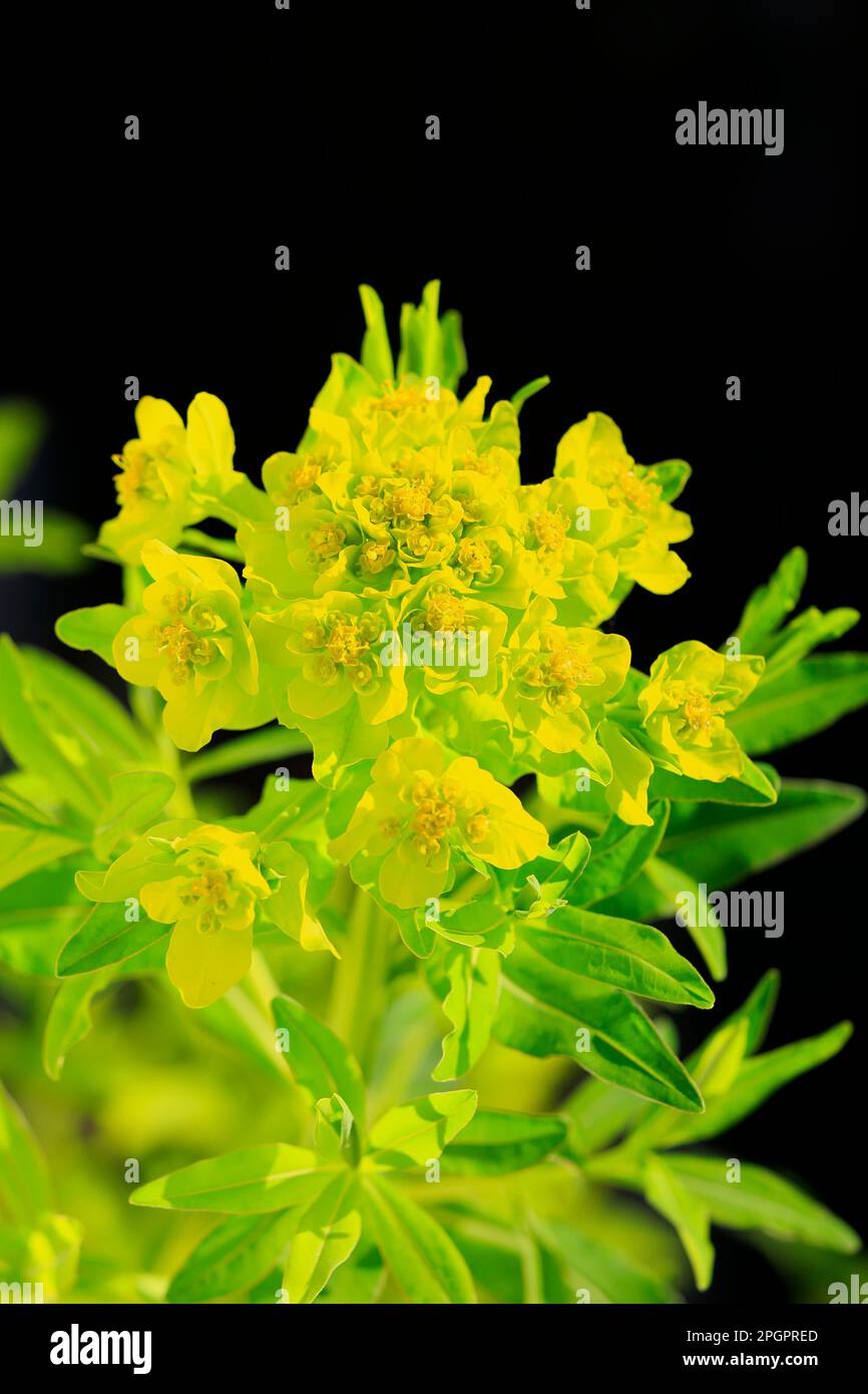 Marsh spurge (Euphorbia palustris), Europa, Germania, Europa Foto Stock