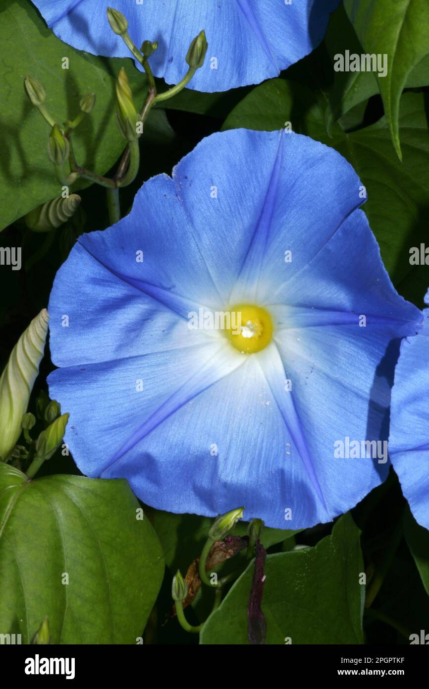 Venti striscianti Foto Stock